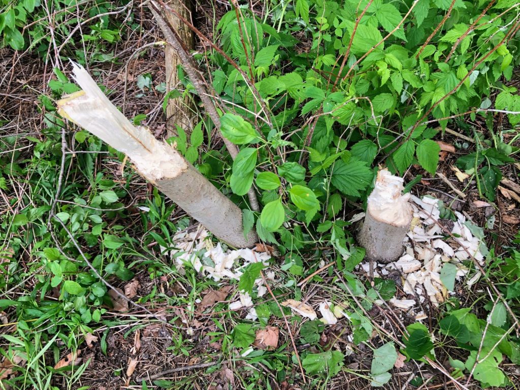 I Know What You&nbsp;Did