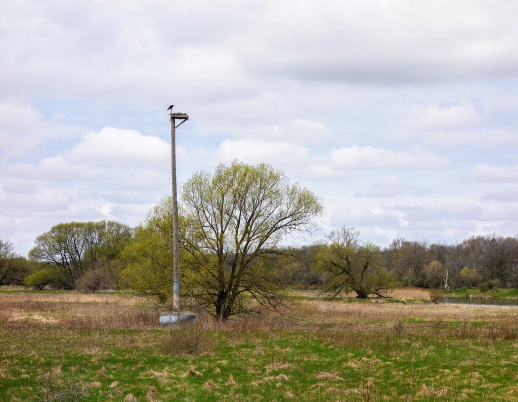 rare Charitable Research&nbsp;Reserve