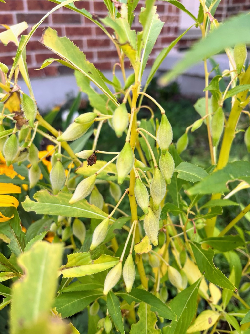 Garden Balsam Seed&nbsp;Pods