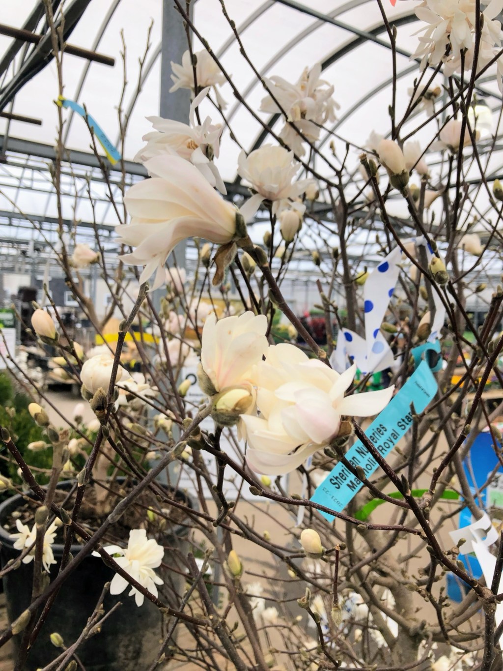 Sheridan Nurseries, Kitchener