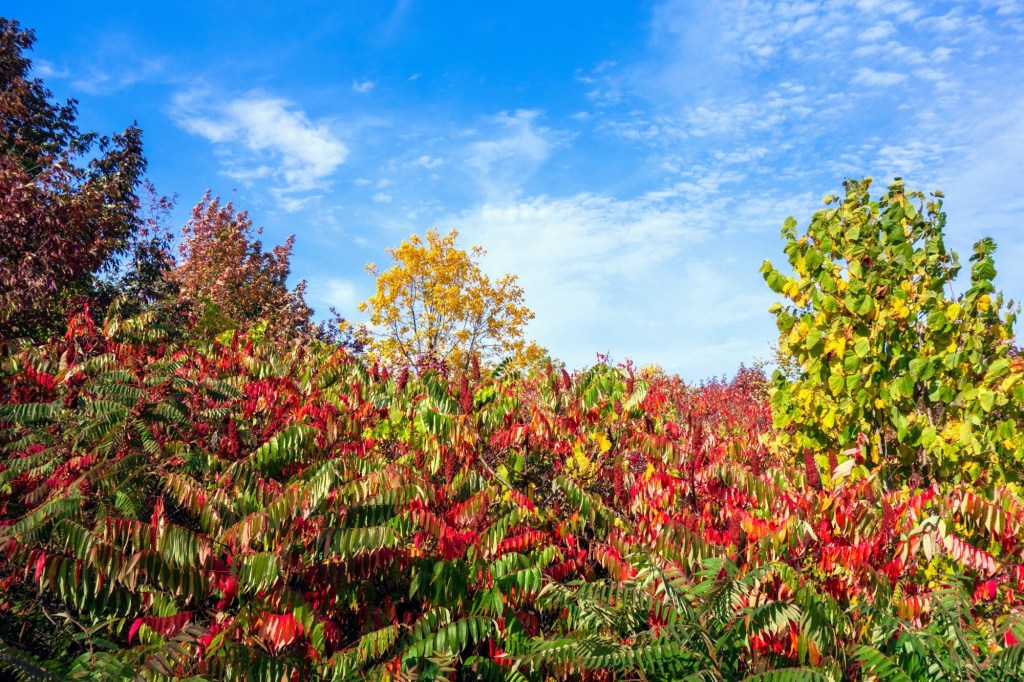 Escarpment Rail Trail