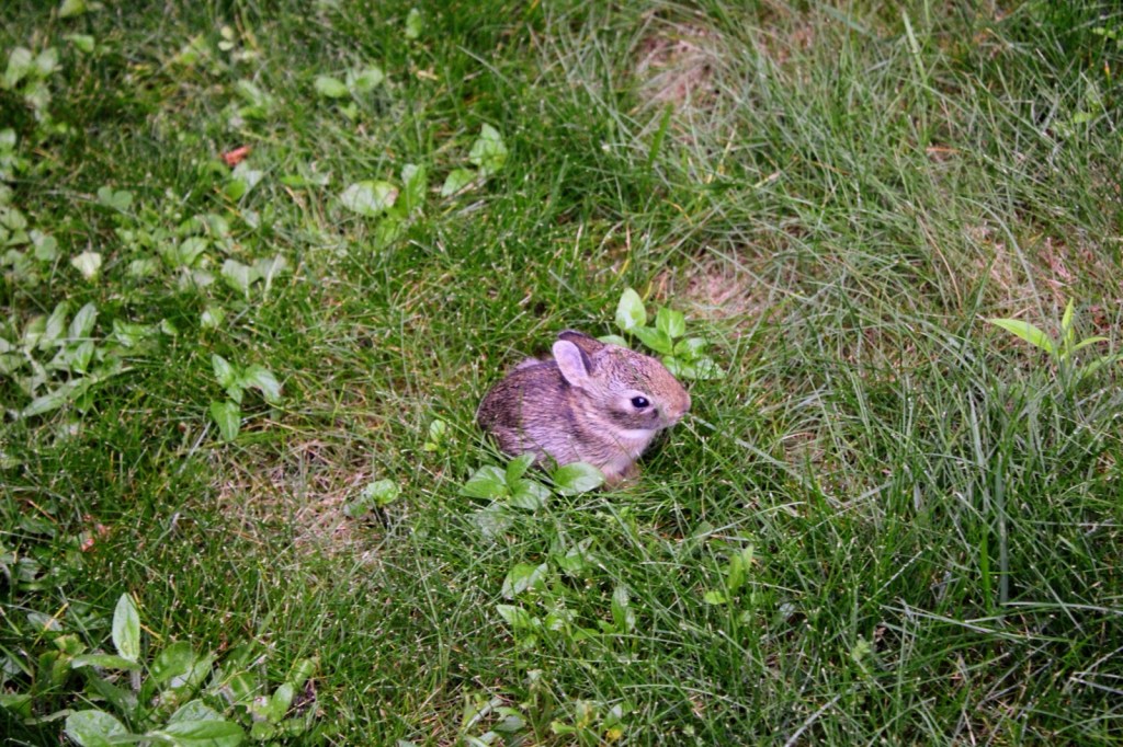Eight Baby Rabbits
