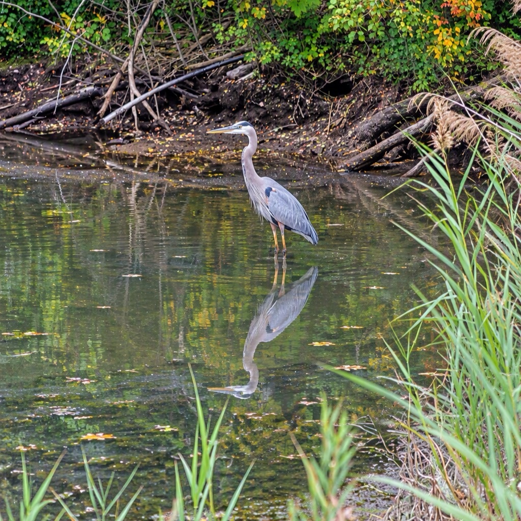 Great Blue Heron