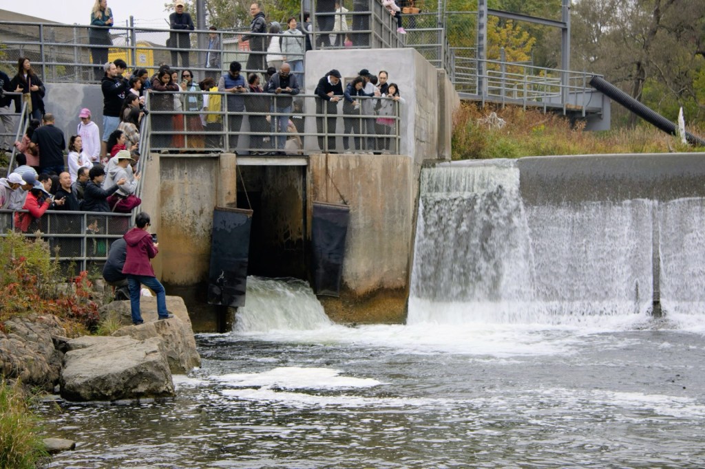 Port Hope Fish Ladder