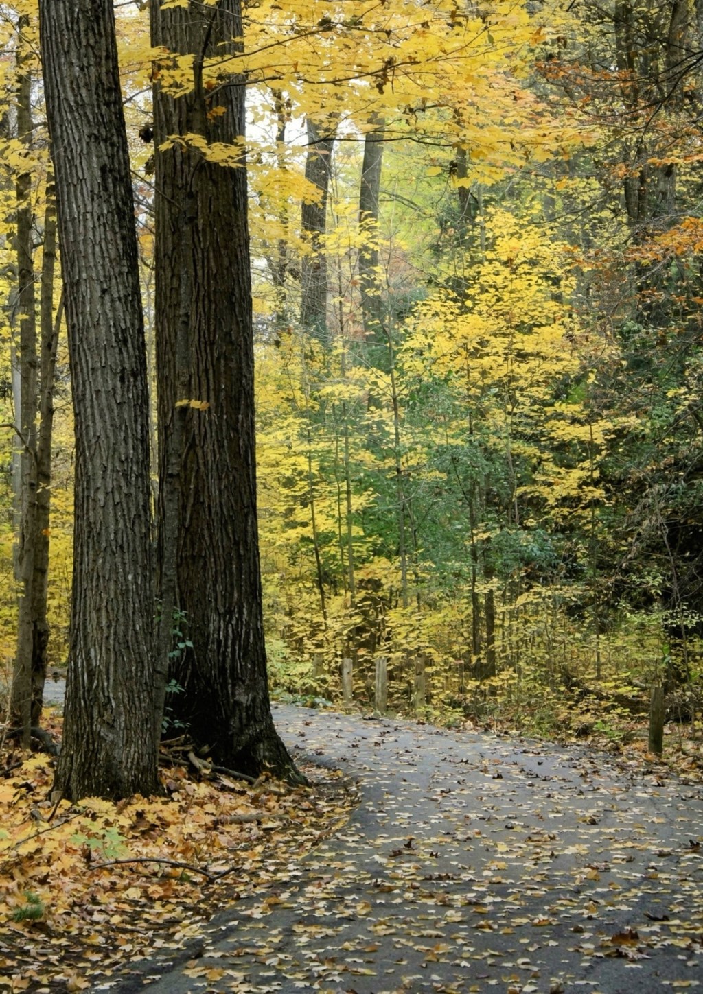 Homer Watson Park